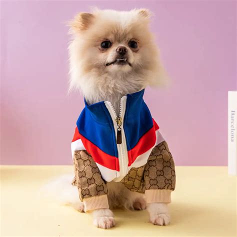 Gucci inspired dog clothes